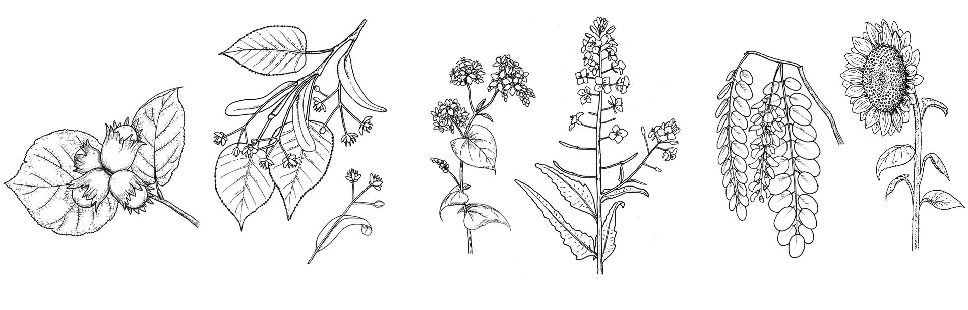 Plants
